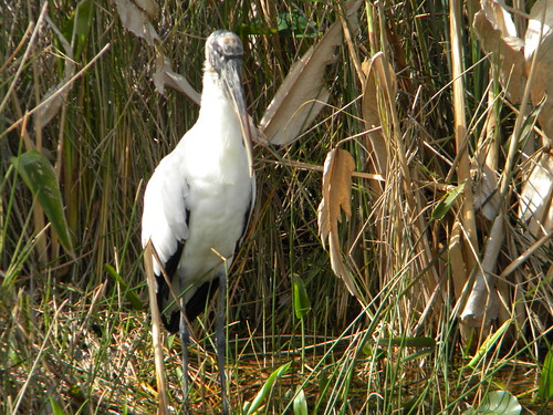 Everglade birds-10