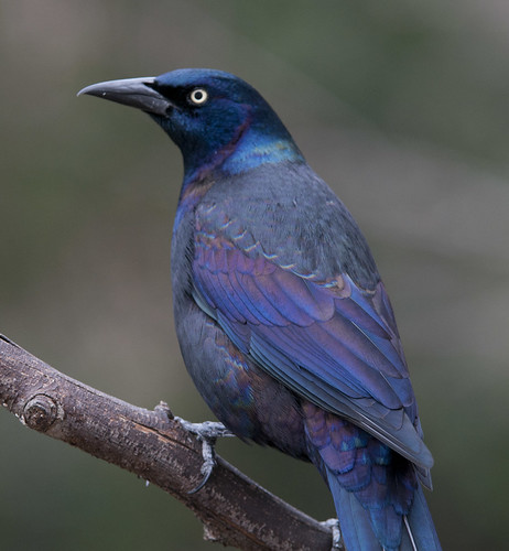 common grackle male. A Common Grackle (Male) in all