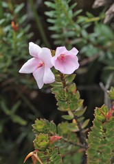 Sauvagesia imthurnii (Ochnaceae)