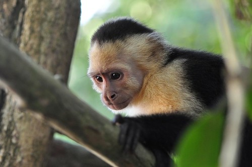 Baby Capuchin Monkey For Sale. baby capuchin monkeys