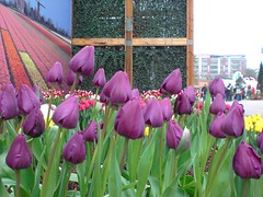 Tulips (荷蘭, 寰宇庭園區)