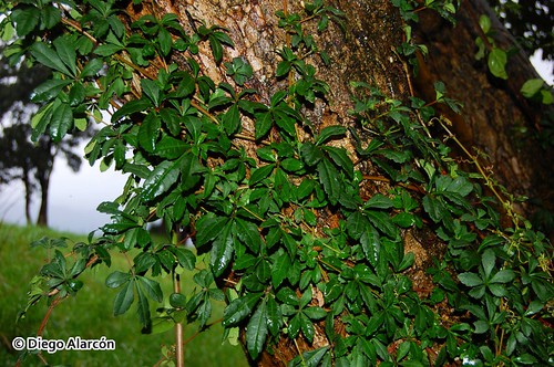 <i>Cissus striata</i>, con su hábito trepador, ascendiendo con un tronco. Alrededores de Panguipulli, Región de los Ríos.