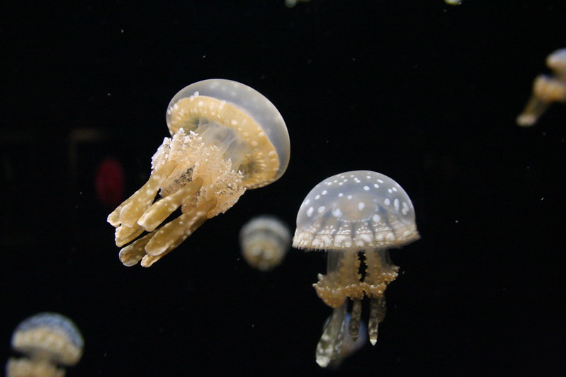 Jellyfish from 2005