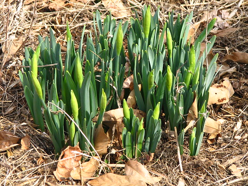 daffodil buds