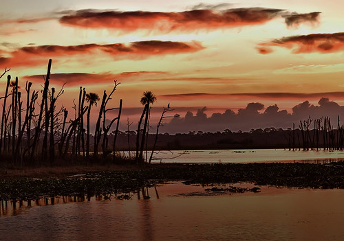 Orlando Wetlands Sunrise