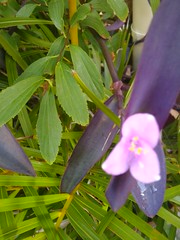 fuzzy purple flower