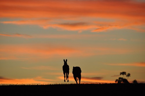 Kangaroos hopping away into the sunset