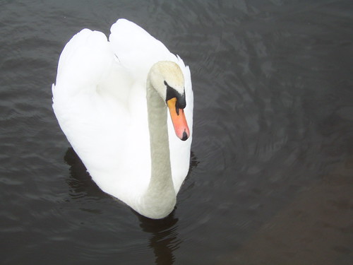 270211 Swan on River