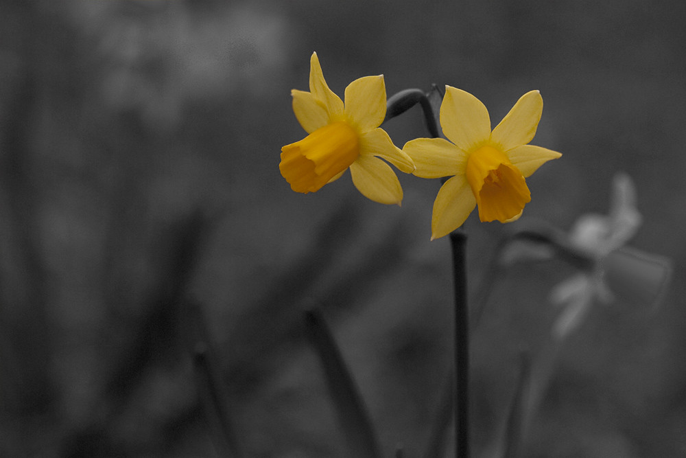 Color 2/31:  Daffodils