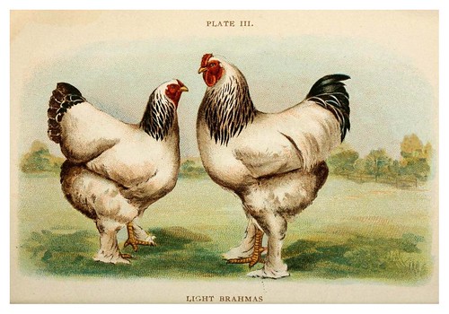 021-Biggle poultry book…1909- Jacob Biggle
