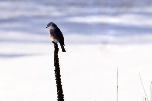 Winter bluebird