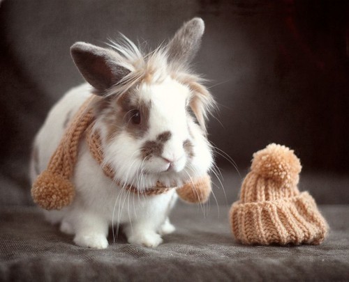 フリー写真素材|動物|哺乳類|ウサギ科|兎・ウサギ|