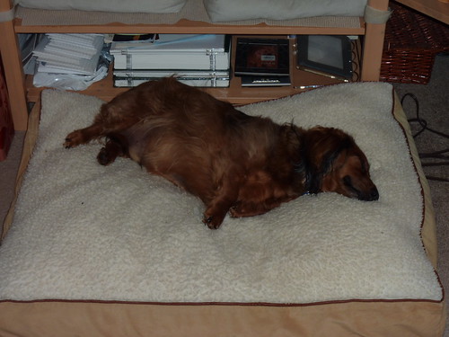 Let Sleeping Dachsunds Lie - Project 365 Day 64 by Ladewig
