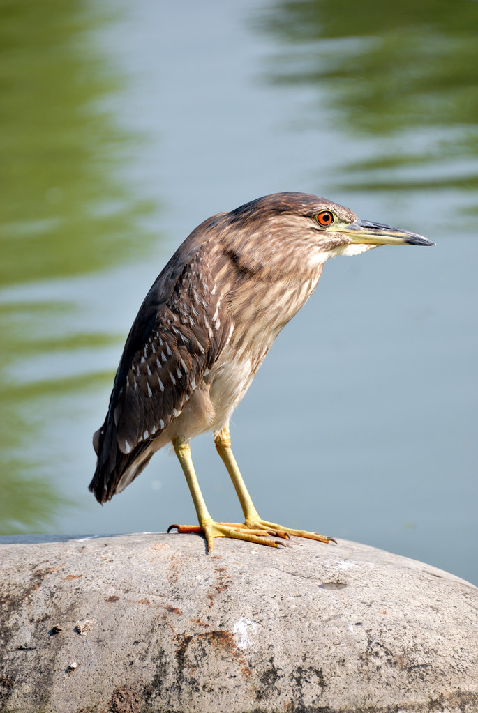 A night heron standing on a rock besides a pond