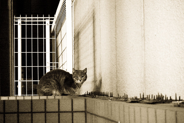 Today's Cat@2011-03-17