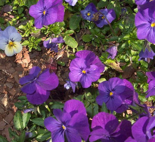 Violas as Bedding Plants