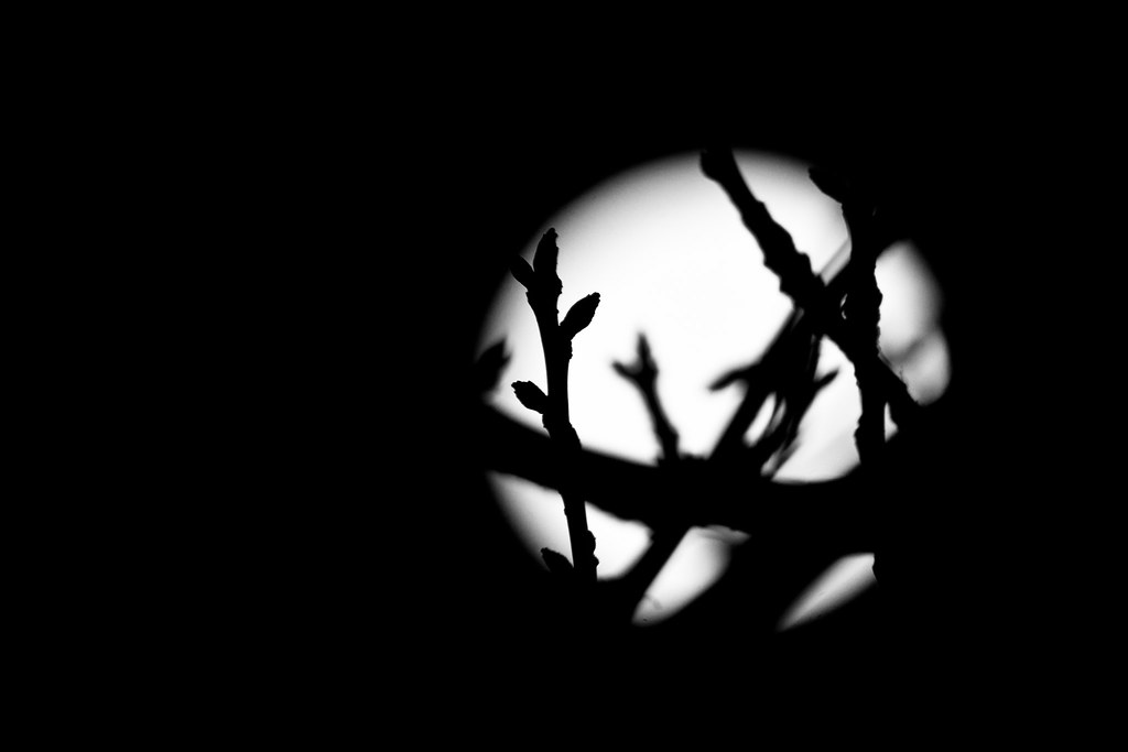 Super Moon Behind Branches