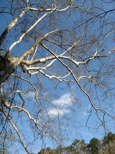 Trees near Raven Rock