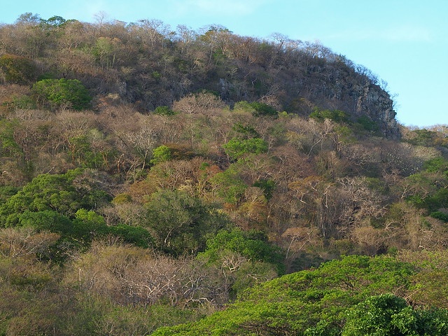 tropical forest in dry season (Mirador)
