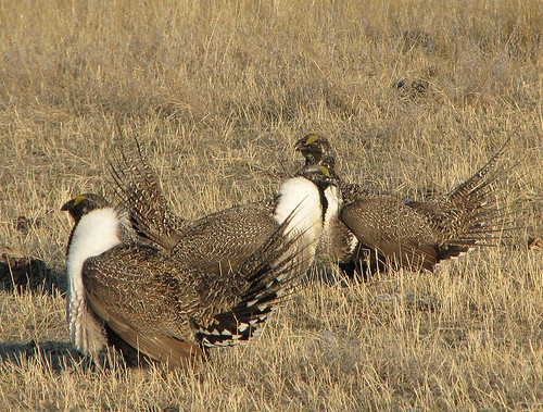 Male sage-grouse gather in Central Montana and perform competitive displays to attract females. 