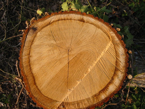 A slice through an oak tree