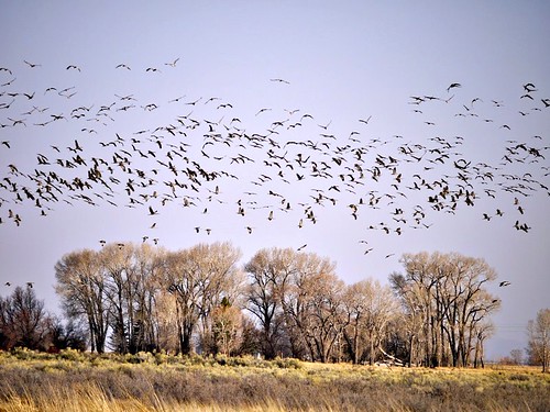 Cranes over Southern New Mexico, Larry Calloway
