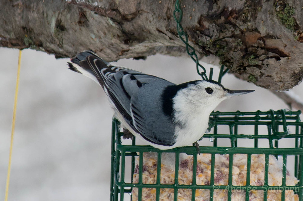 White-breasted nuthatch  (8 of 13).jpg