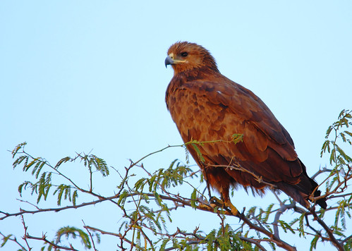 2011_02_13_016044_Indian_Spotted_Eagle_Crop