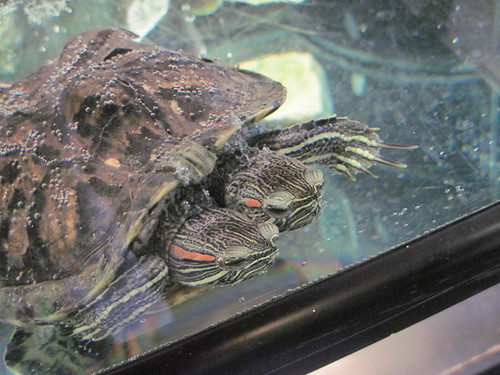 Two Headed Red-Eared Slider