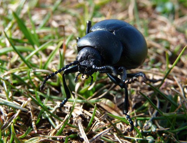24123 - Bloody Nosed Beetle, Rhossili, Gower