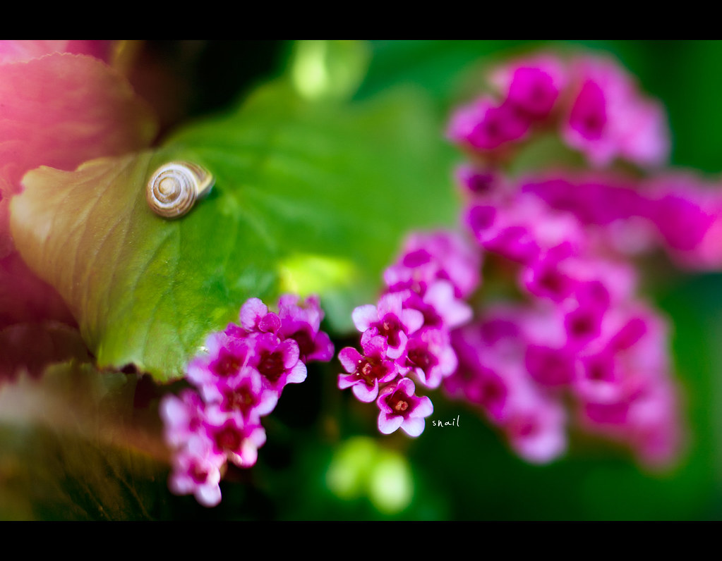 Project 365, 244/365, Day 244, bokeh, snail, flowers, colours, freelensing, Sigma 50mm F1.4 EX DG HSM, 50mm, 50 mm,
