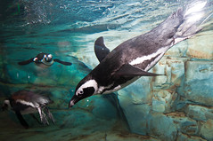 Penguins at GA Aquarium by x72ts3