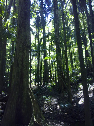 Maiala Rainforest
