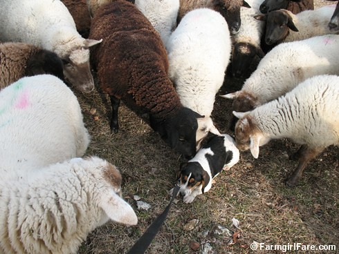 Meet the Sheep Day 8