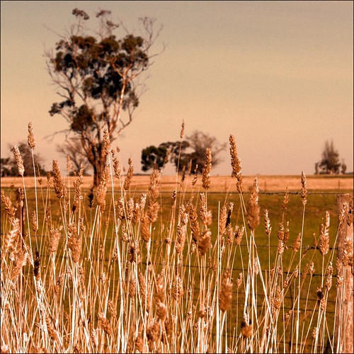 sunburnt country poem. __The sunburnt country, Australia. -- farmland near Gisborne, in Victoria.