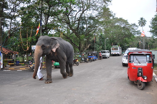 Elephant - Kelaniya Temple (Kelaniya Raja Maha Vihara)