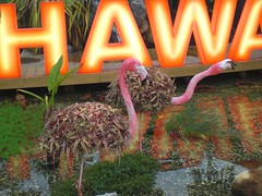 Flamingo (夏威夷, 寰宇庭園區)