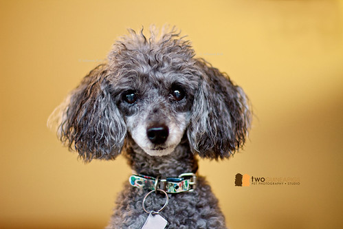 twoguineapigs pet photography poodle portrait