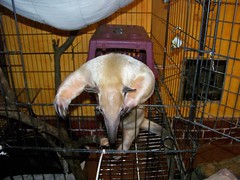 Pua coming out of the cage