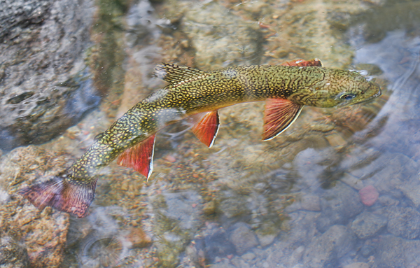 Brook Trout Rising