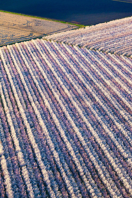 Almond Bloom from the Air