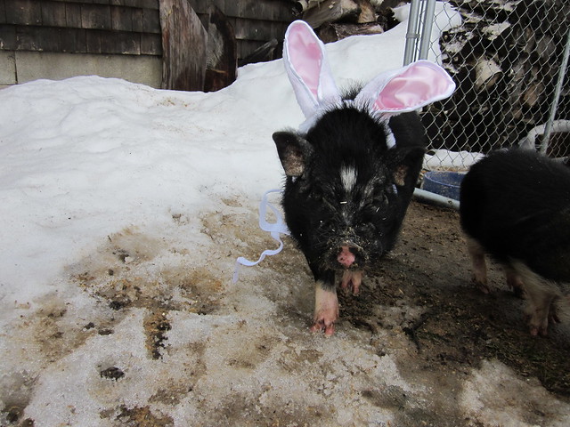 arrival of the easter pig