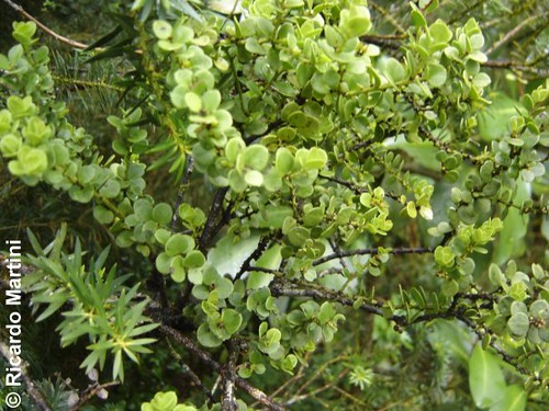 <i>Antidaphne punctulata</i> como hemiparásito en <i>Podocarpus</i> de bosques valdivianos en la Región de Los Ríos.