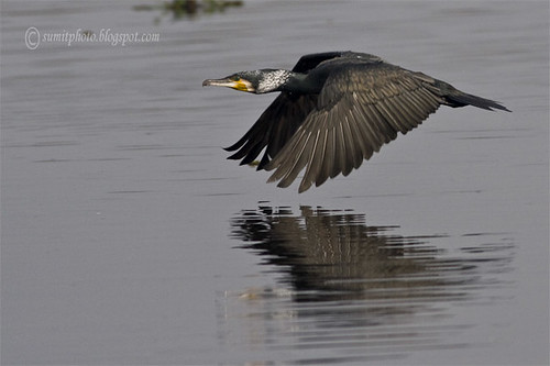 large cormorant in flight by goodfriend19