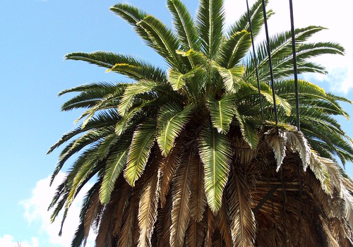 Magnicifient Palm tree