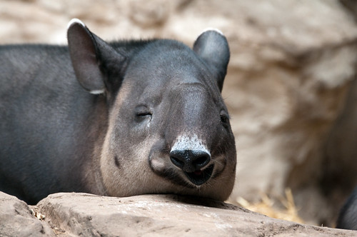 Tapir Funny Face