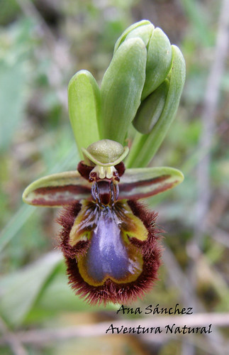 ophrys speculum_n