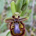 ophrys speculum_n