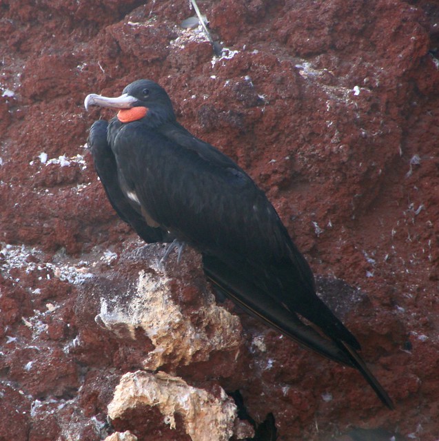 Ascension Frigatebird {Fregata aquila} (Male)