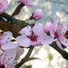 Blossoms of cherry plum
